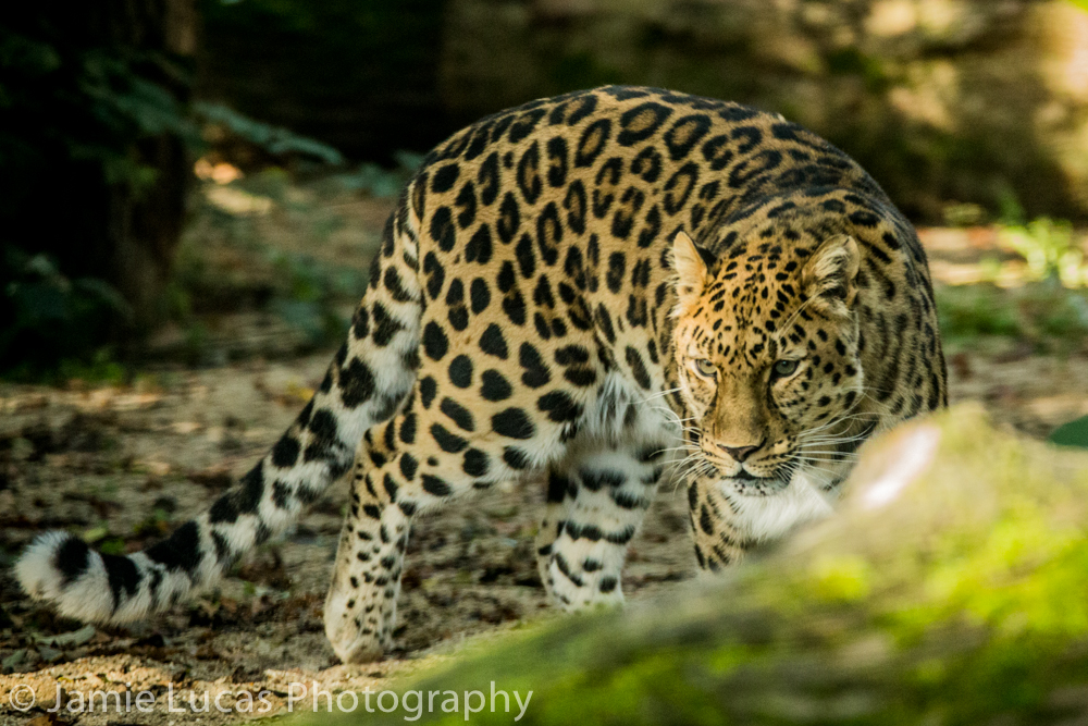 Amur Leopard