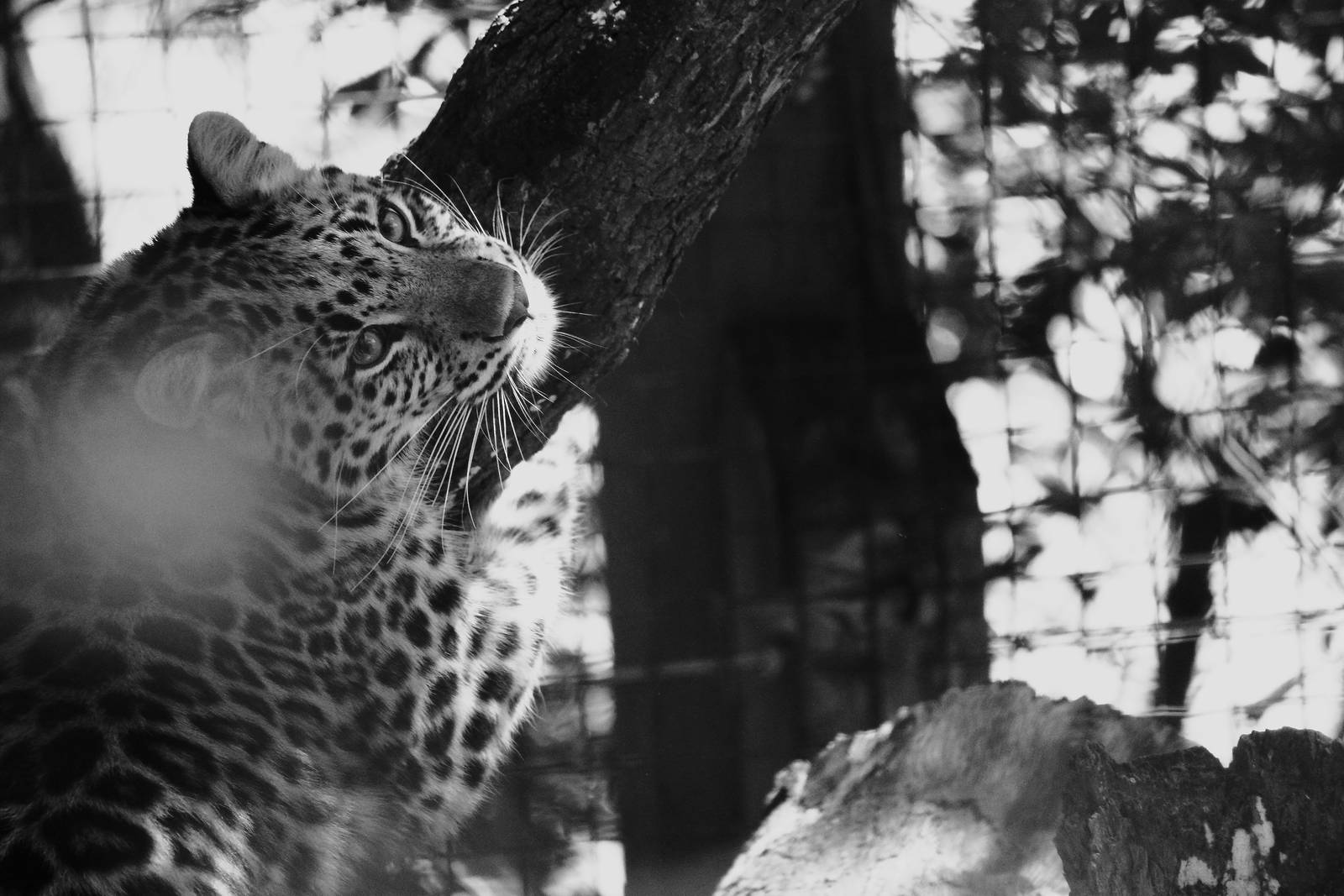 Amur Leopard