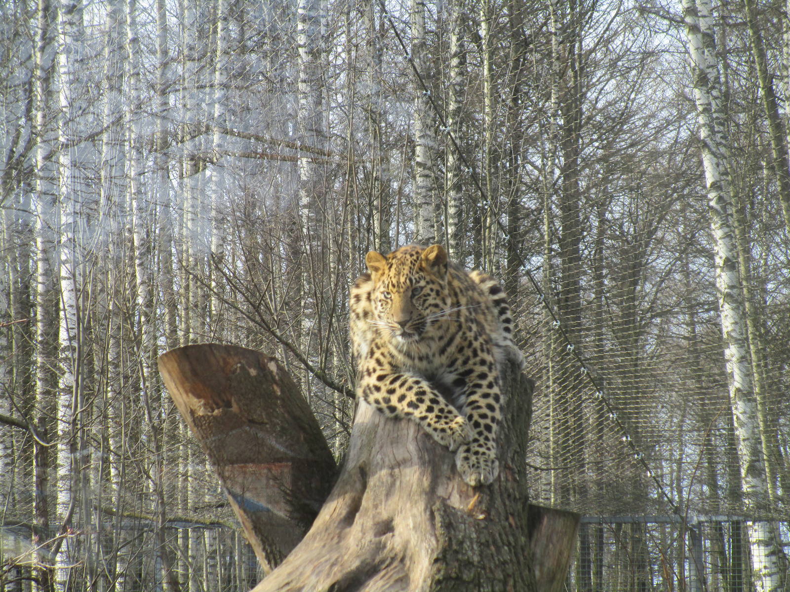 Amur Leopard