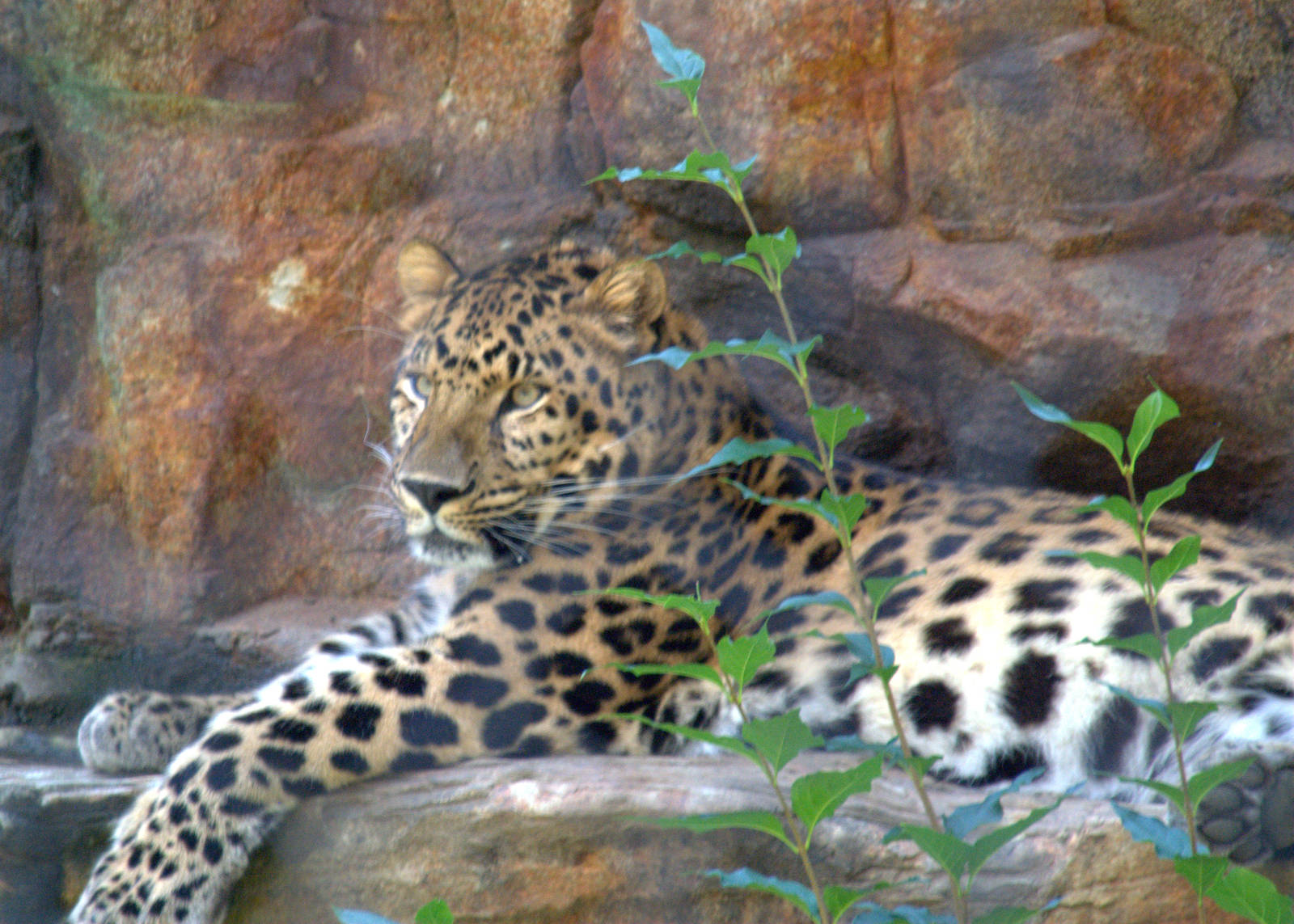 Amur Leopard