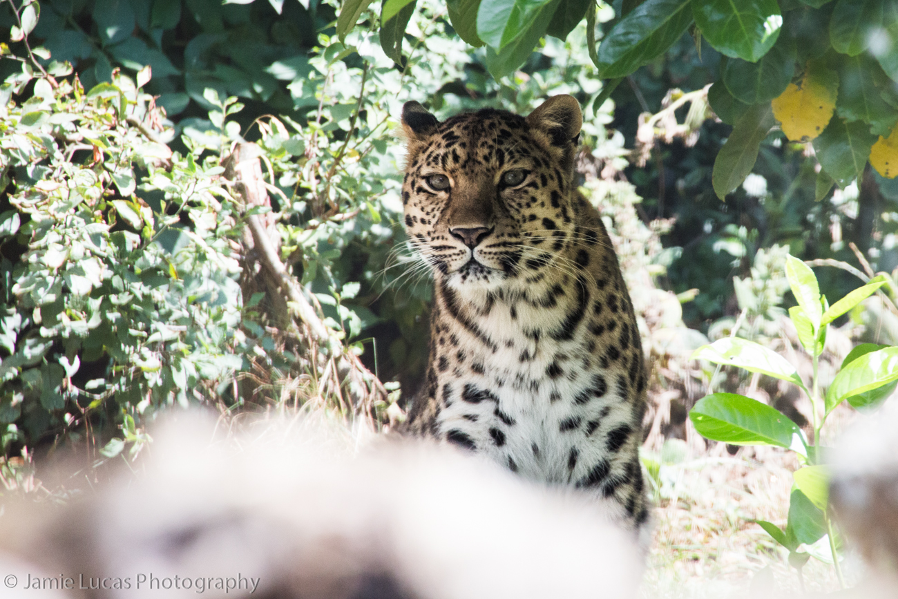 Amur Leopard