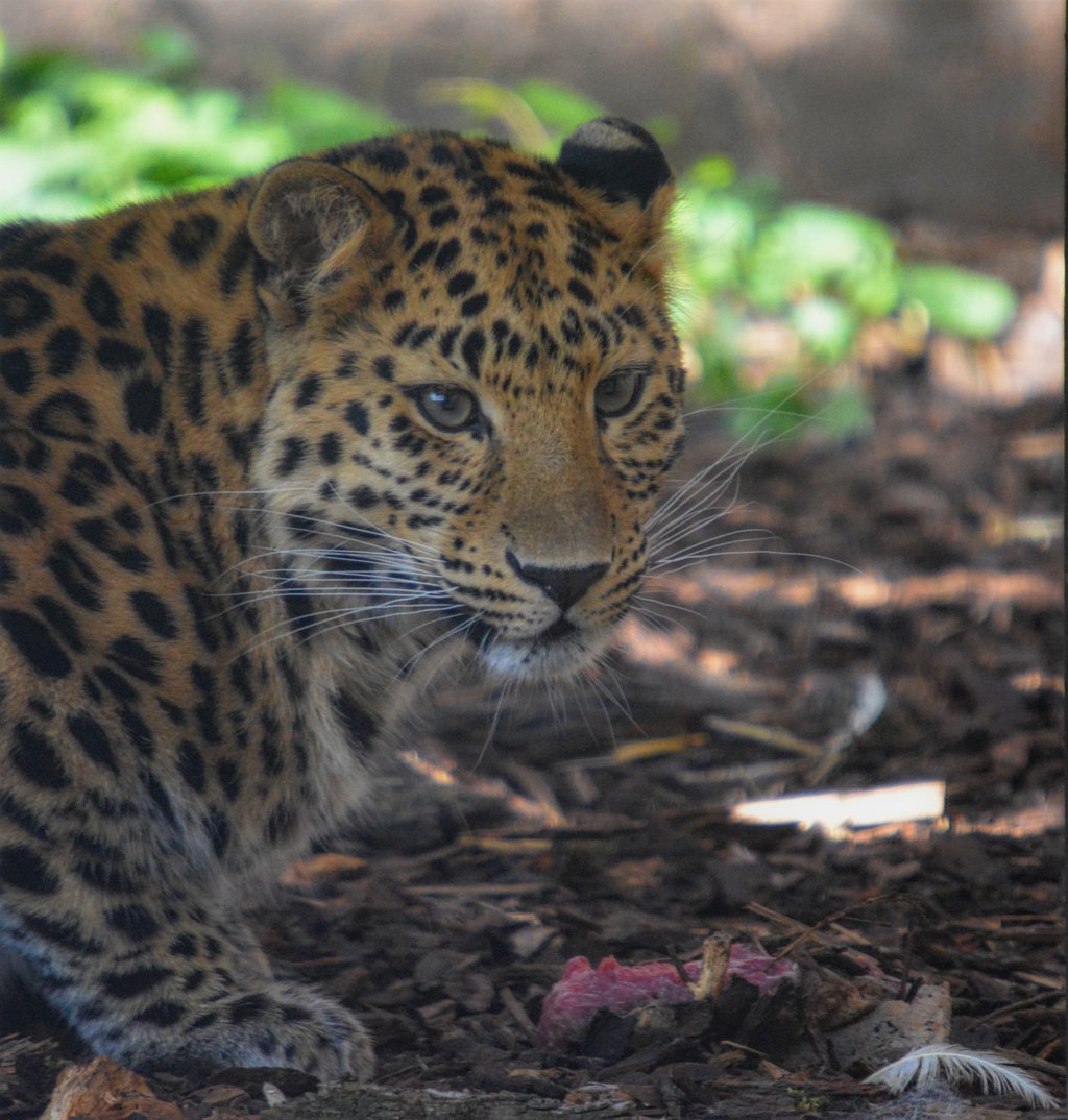 Amur Leopard