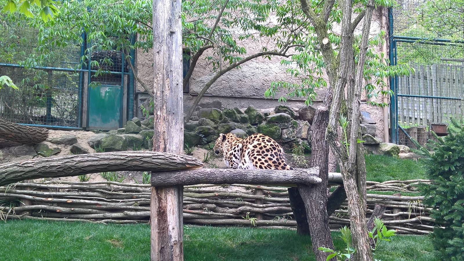 Amur Leopard