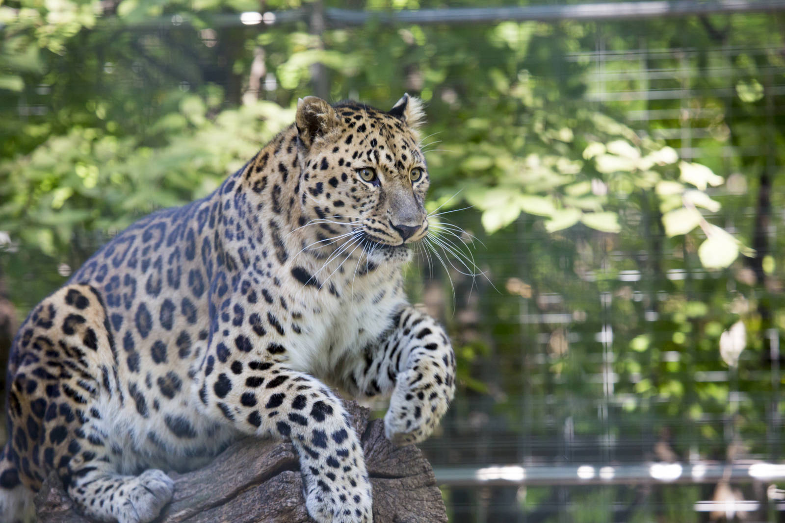 Amur Leopard