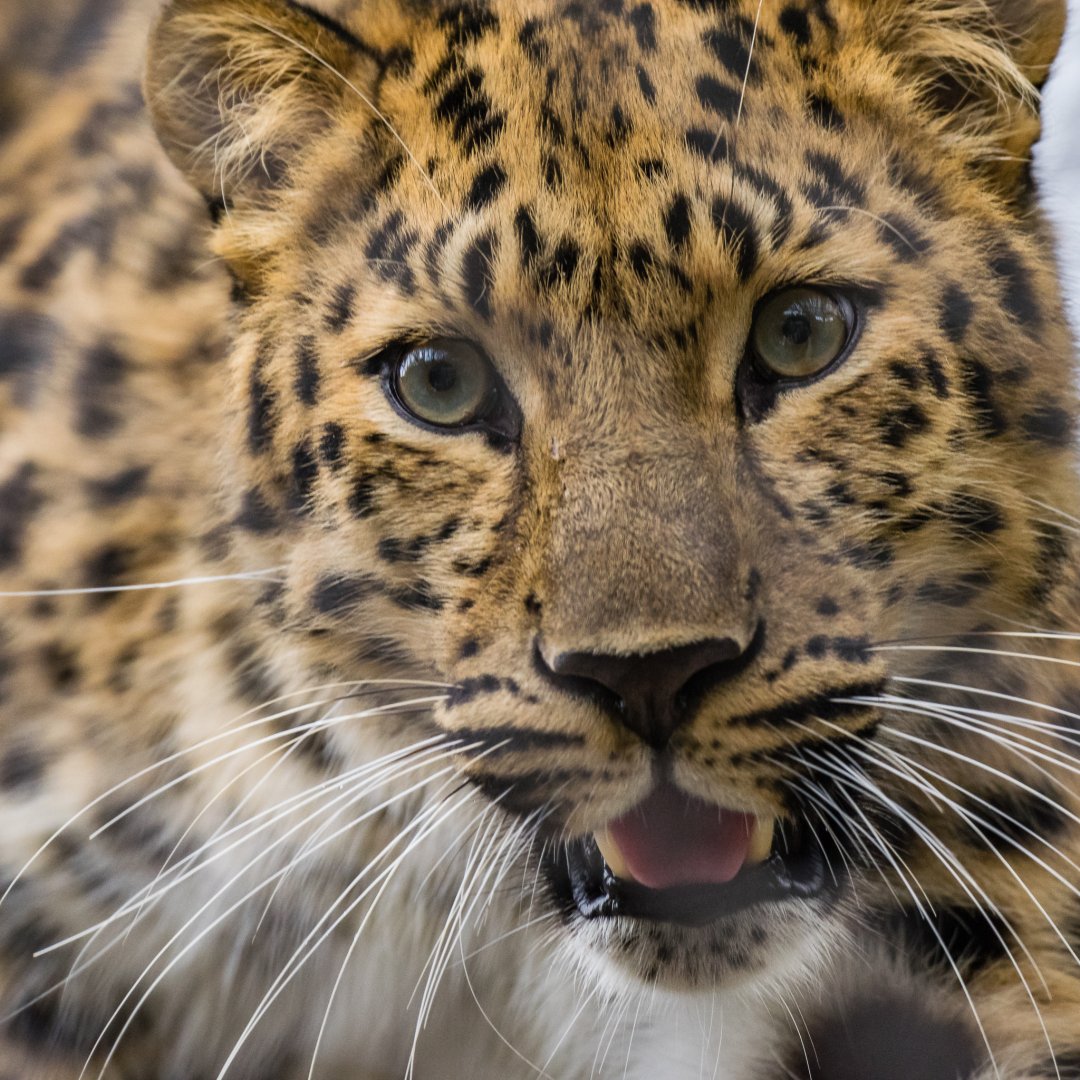 Amur leopard