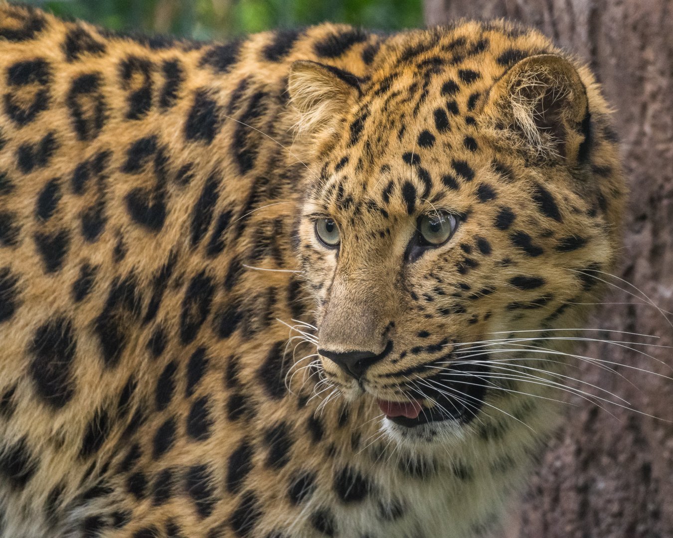 Amur leopard