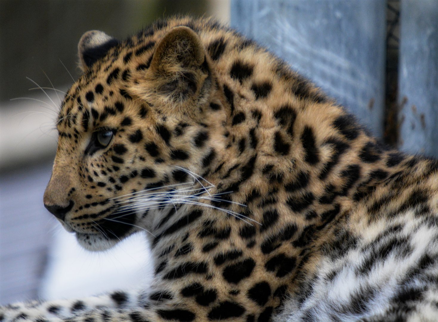 Amur Leopard