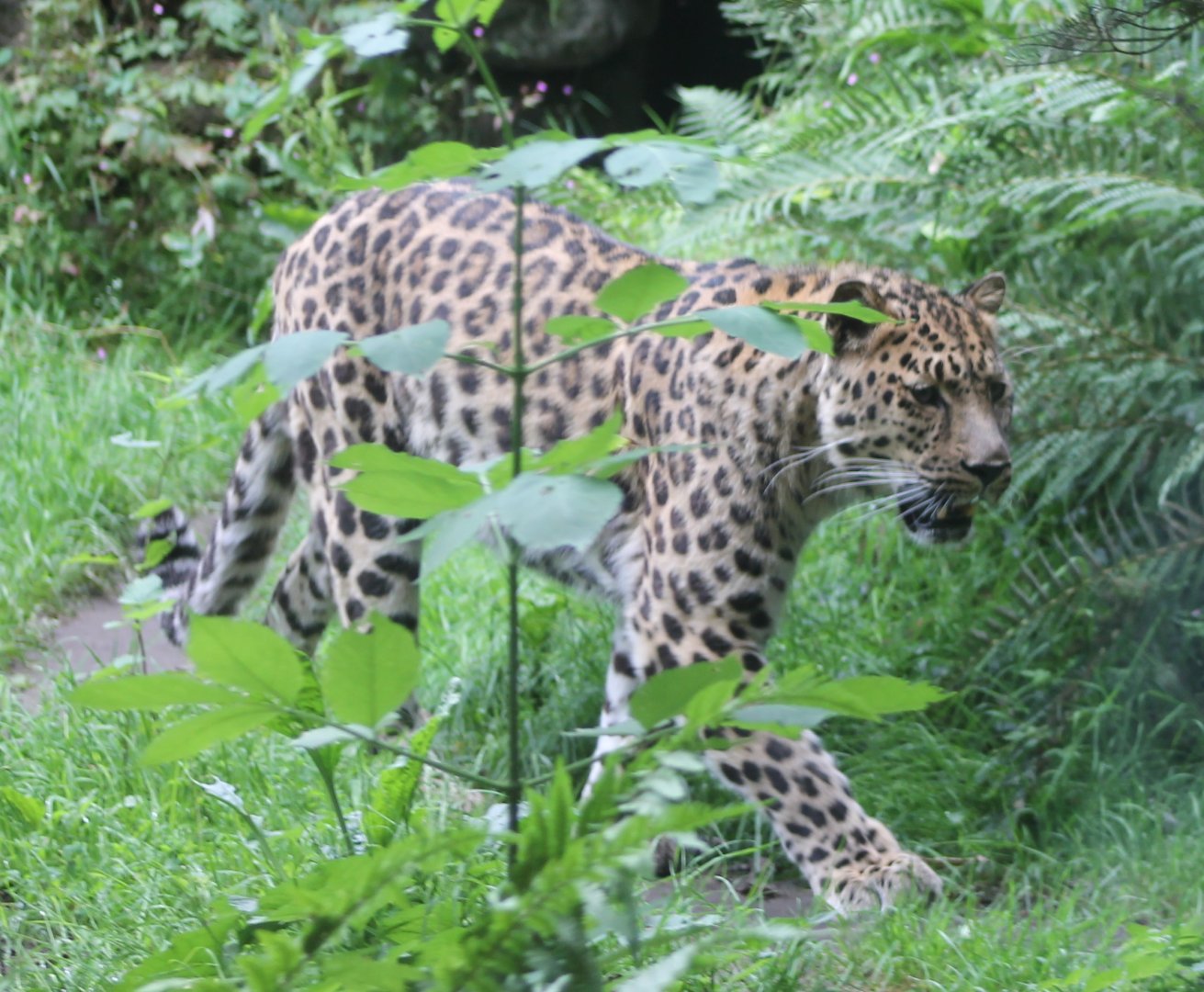 Amur leopard
