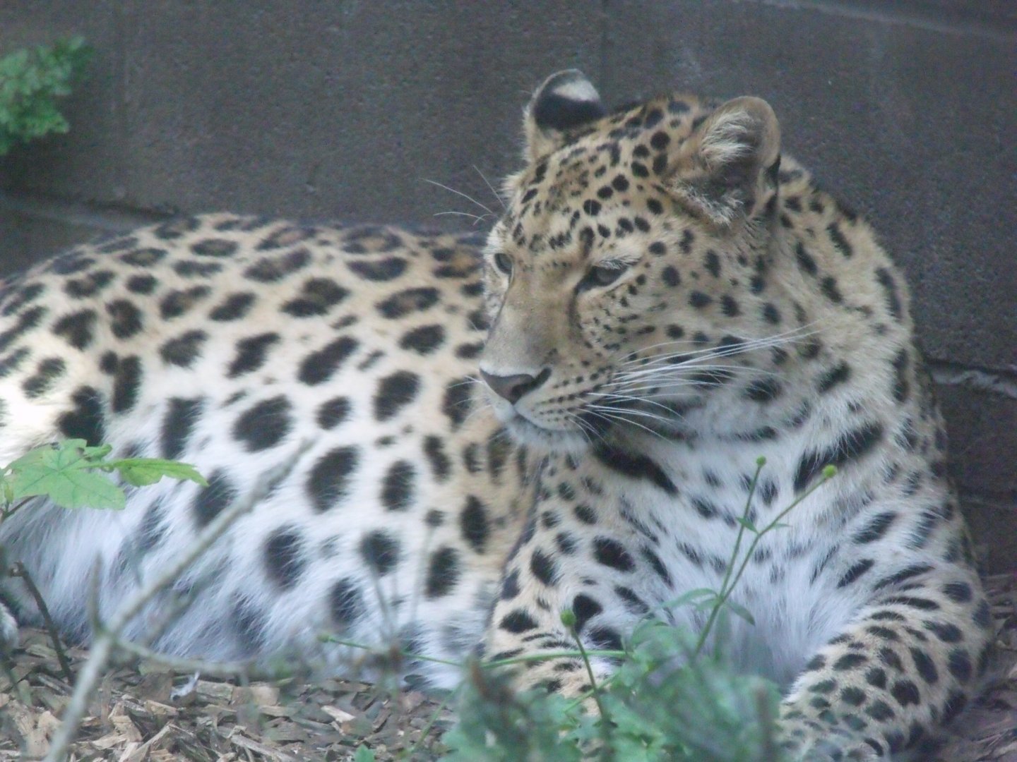 Amur leopard