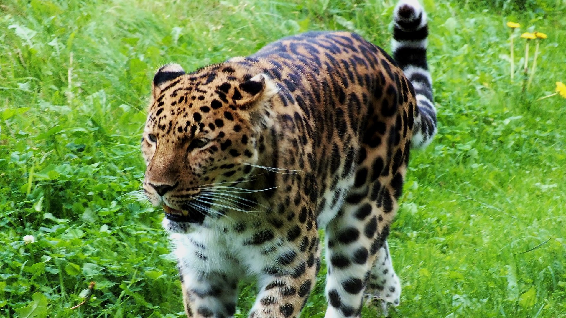 Amur Leopard