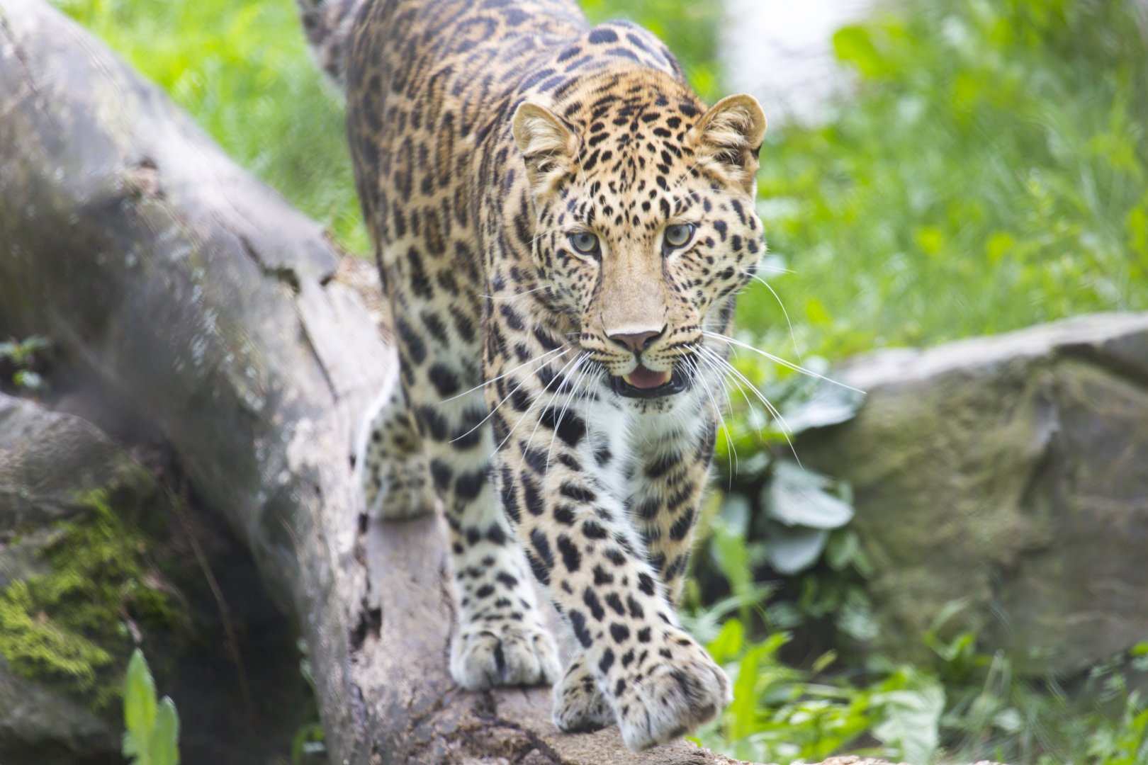 Amur Leopard