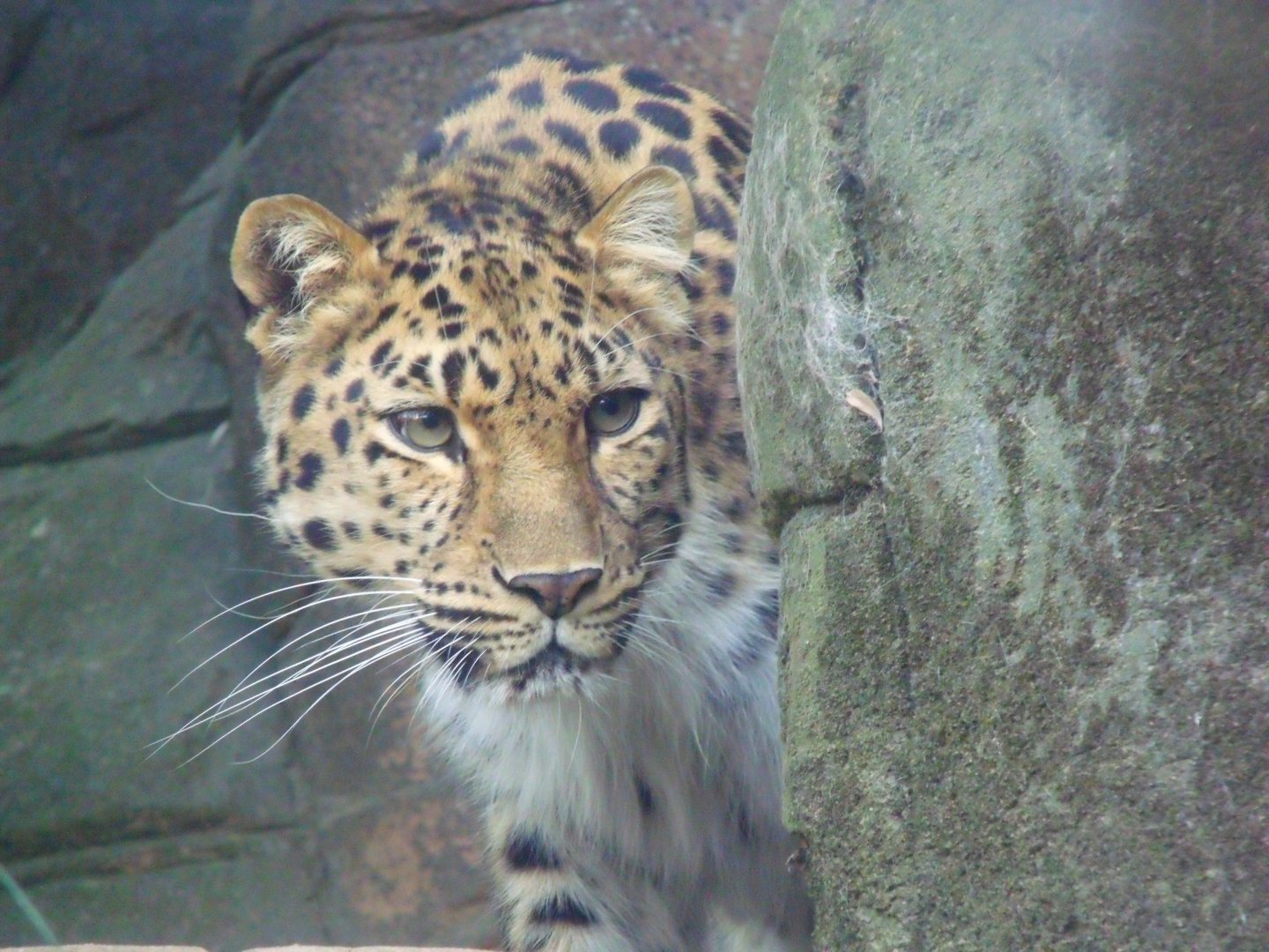Amur leopard