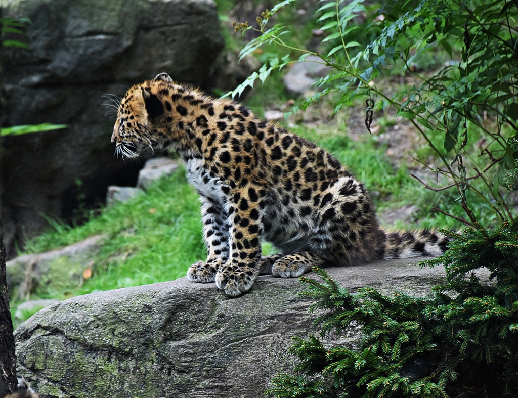 Amur leopard