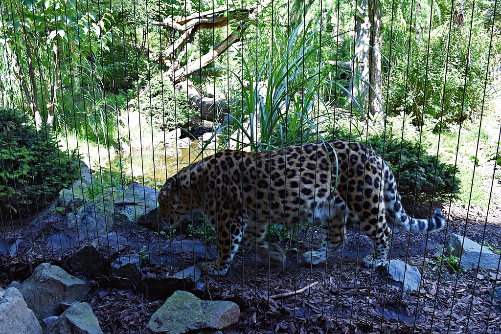 Amur leopard