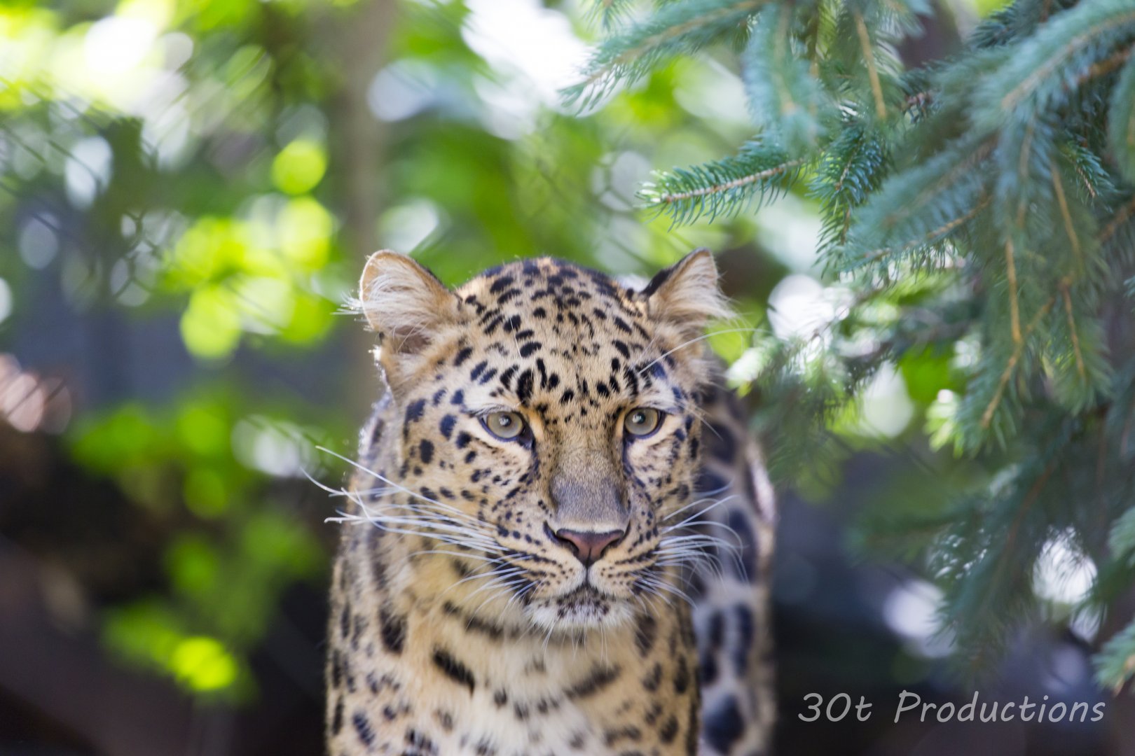 Amur Leopard