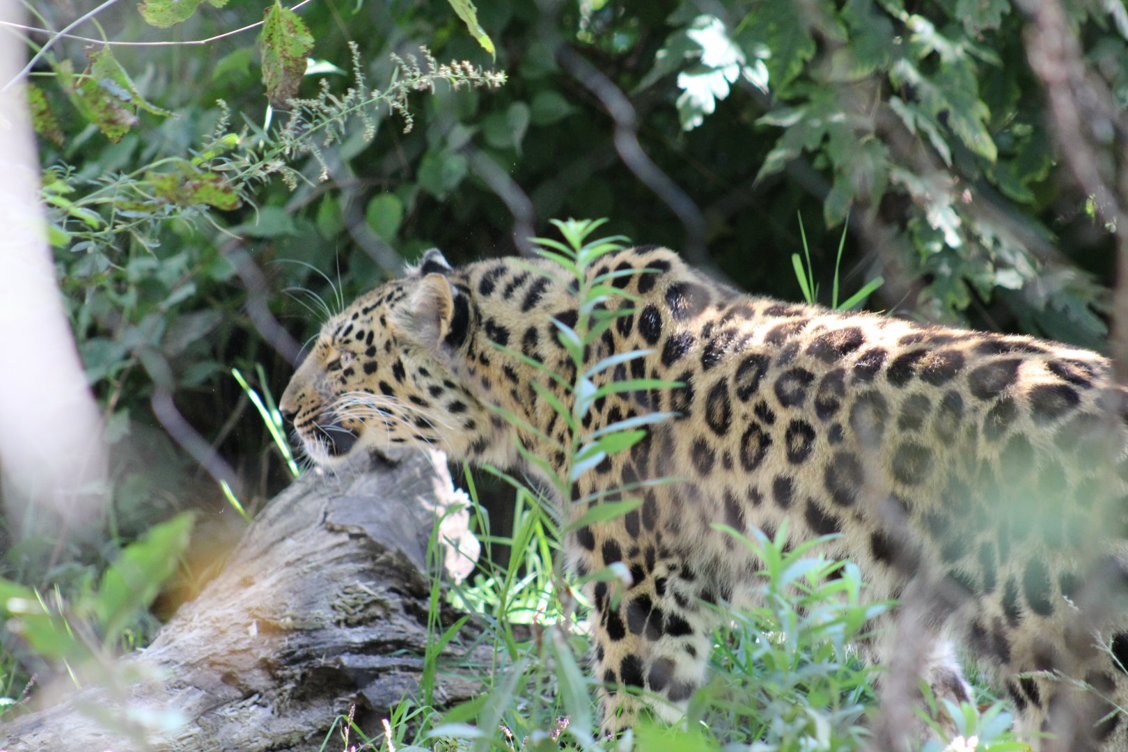 Amur Leopard