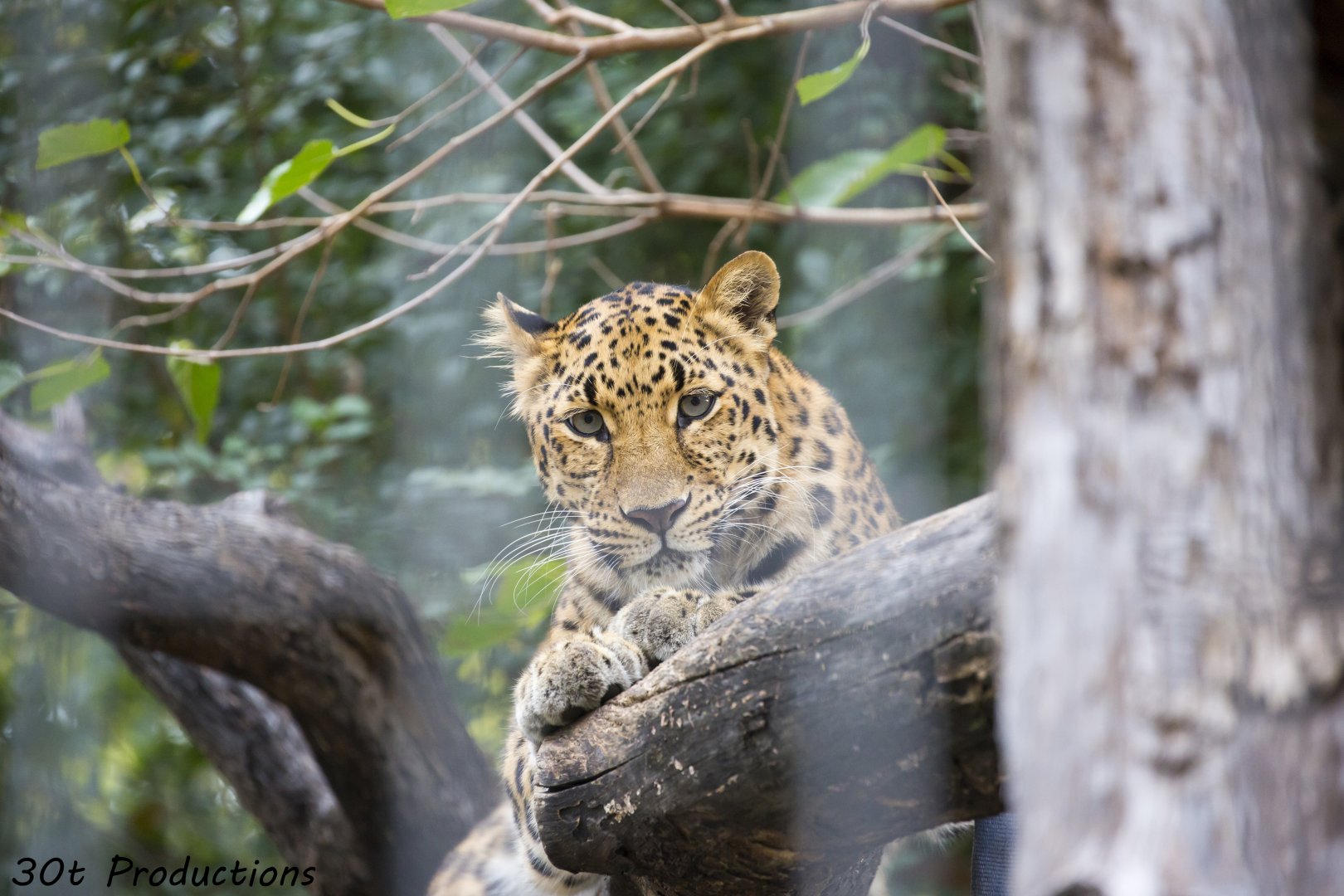 Amur Leopard