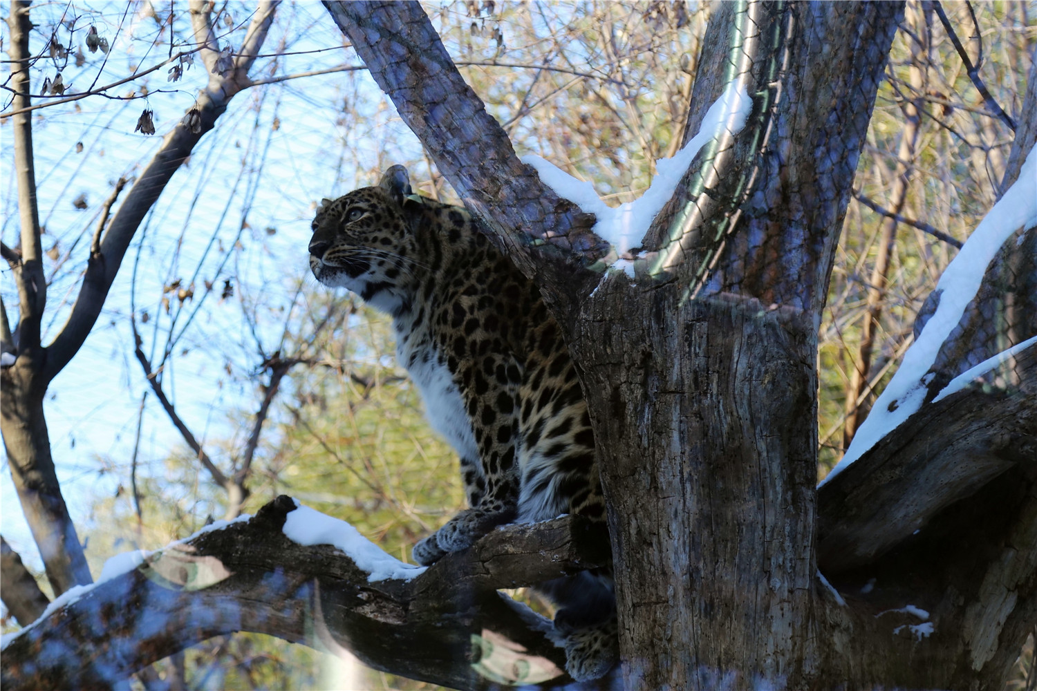 Amur Leopard