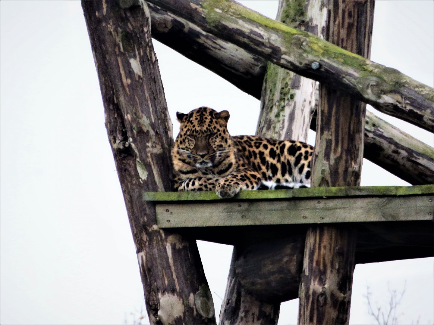 Amur Leopard
