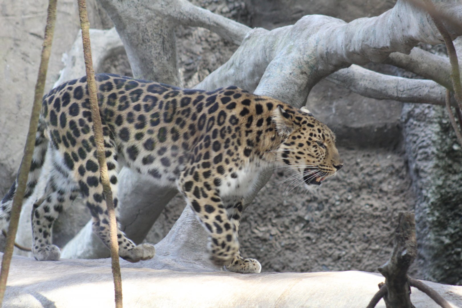 Amur Leopard