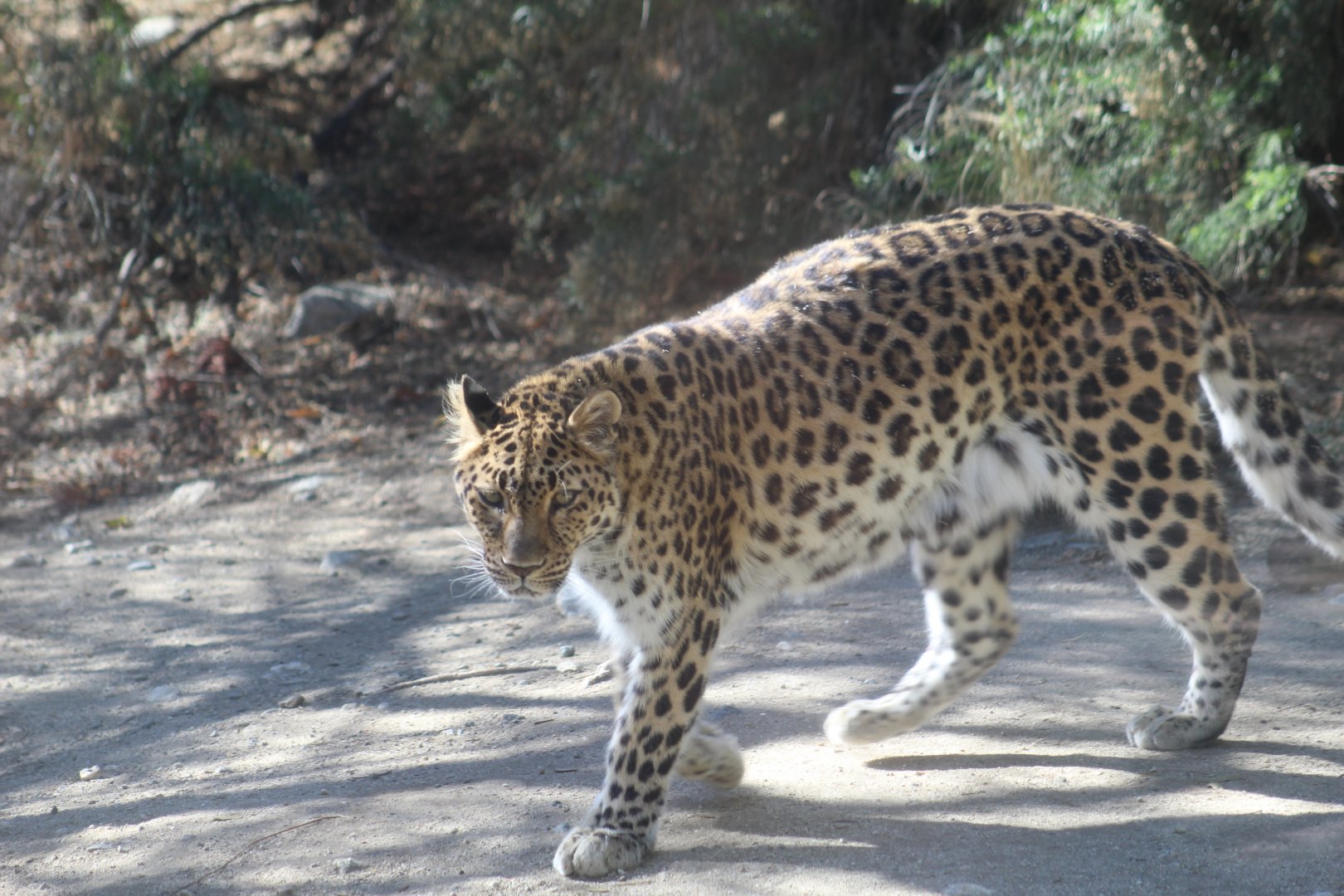 Amur Leopard