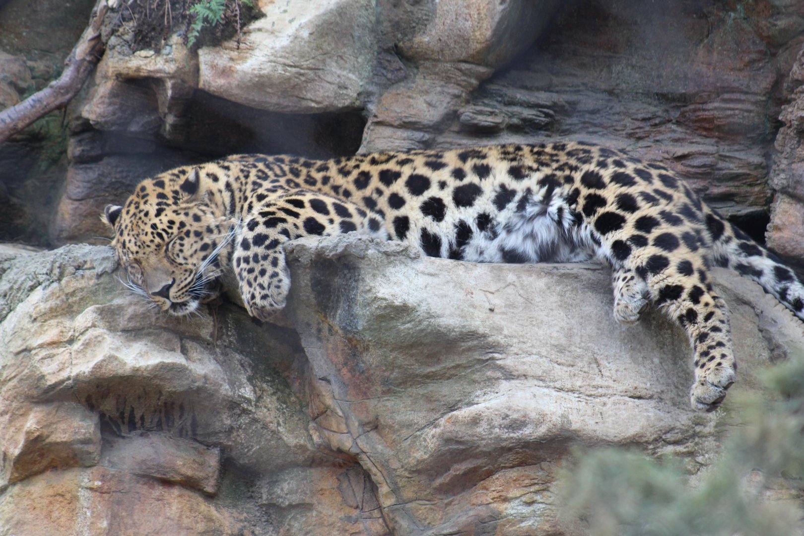 Amur Leopard