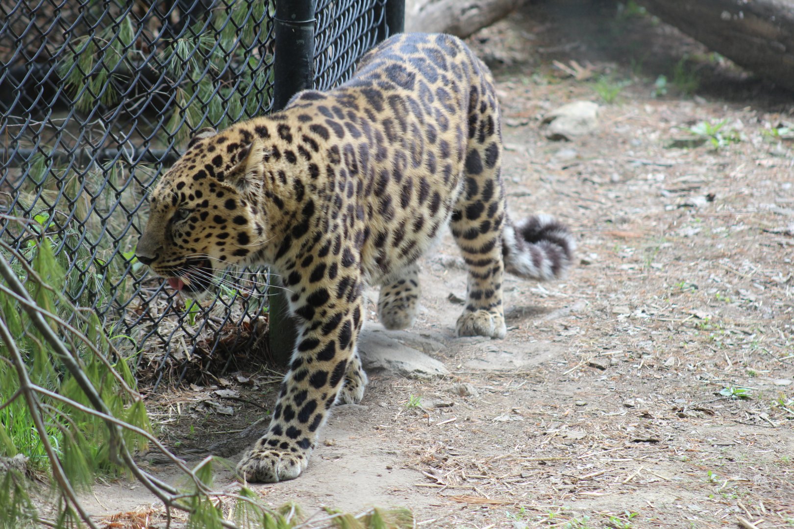 Amur Leopard