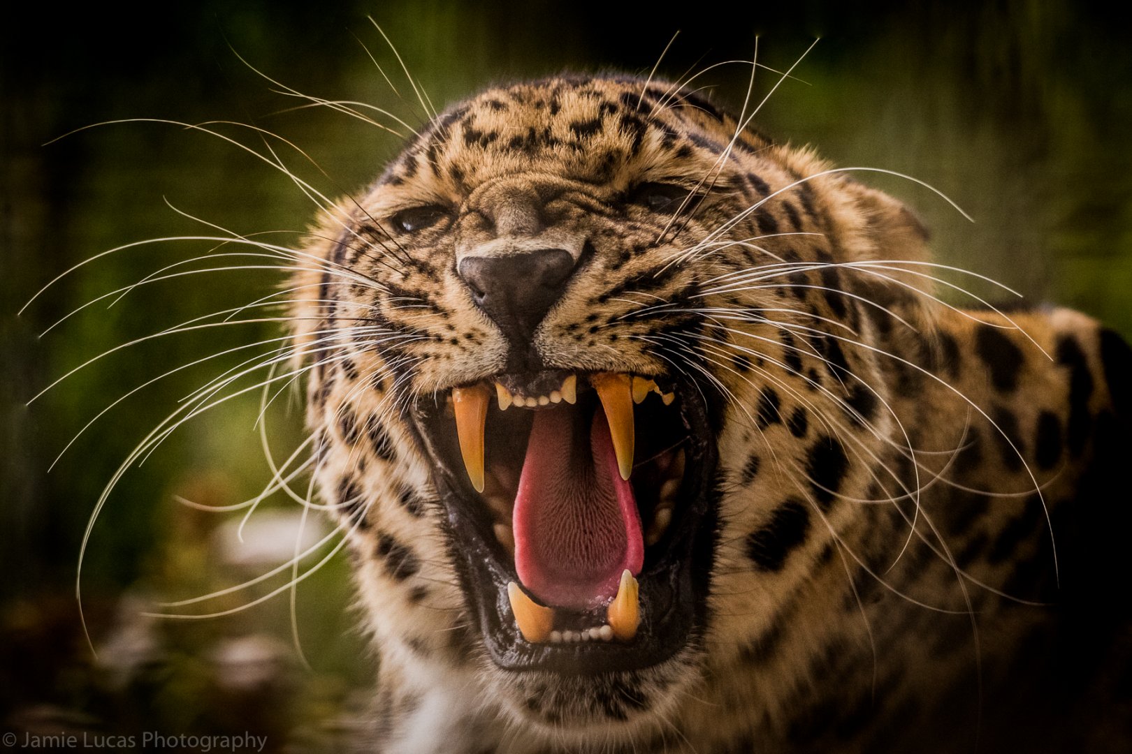 Amur Leopard