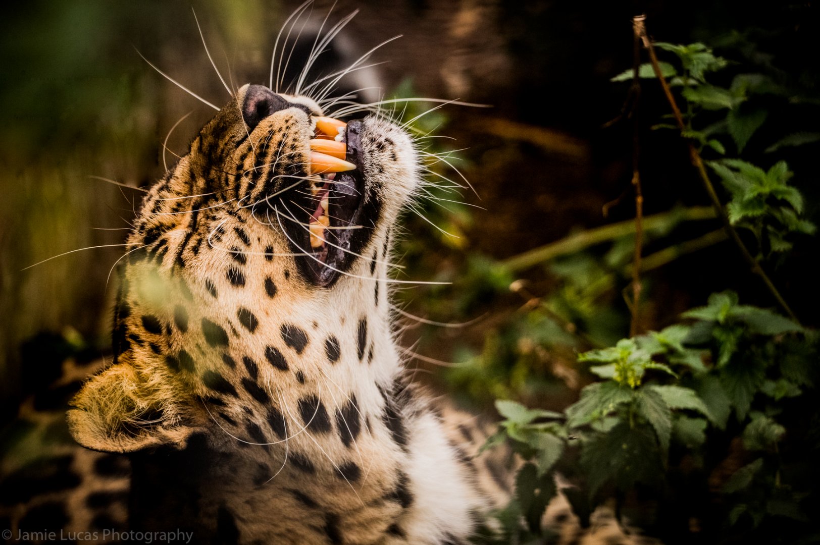 Amur Leopard