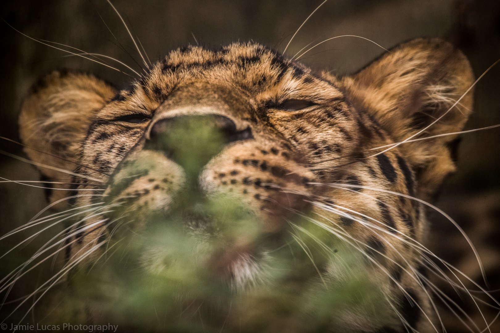 Amur Leopard