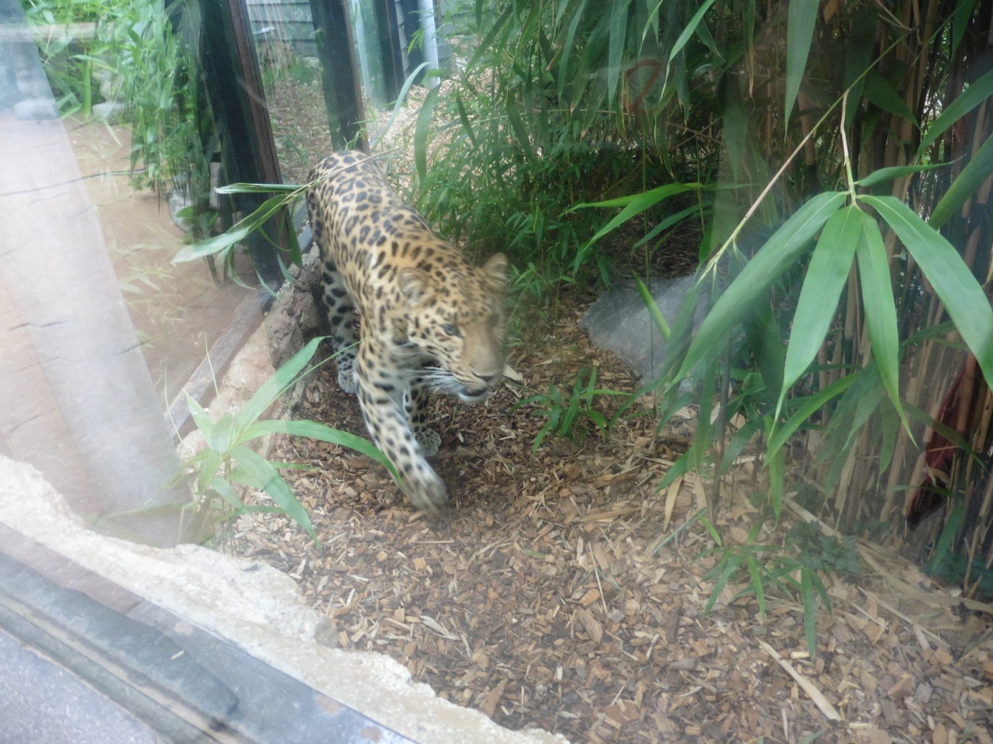 Amur Leopard