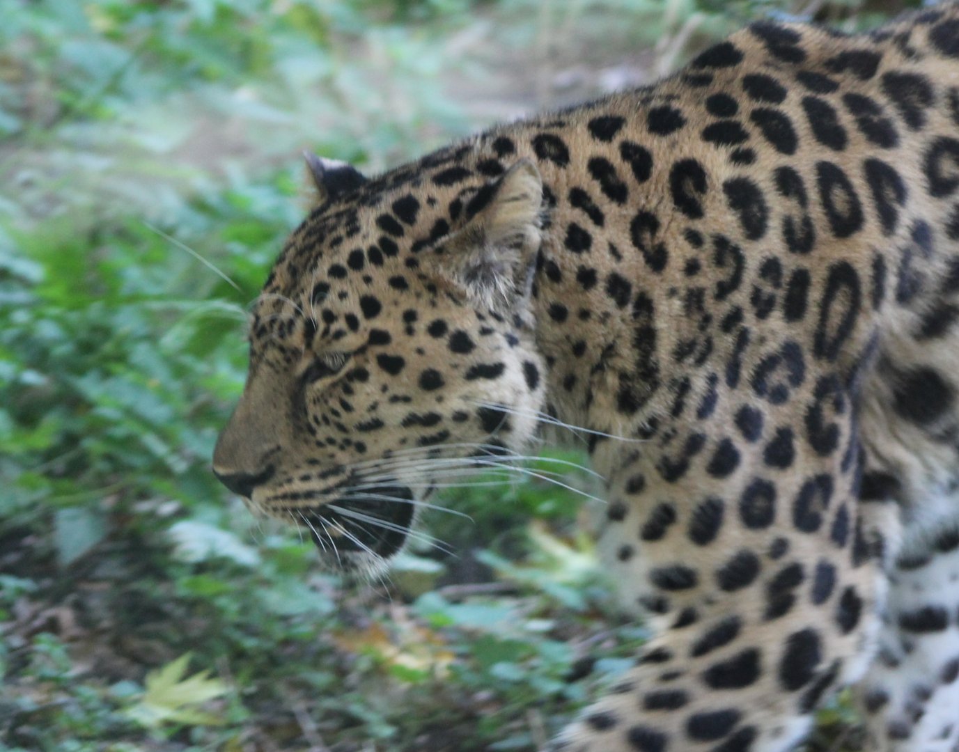 Amur leopard