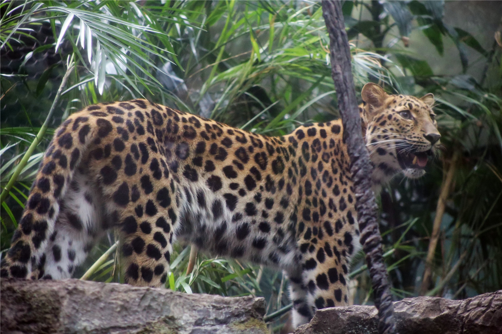 Amur leopard