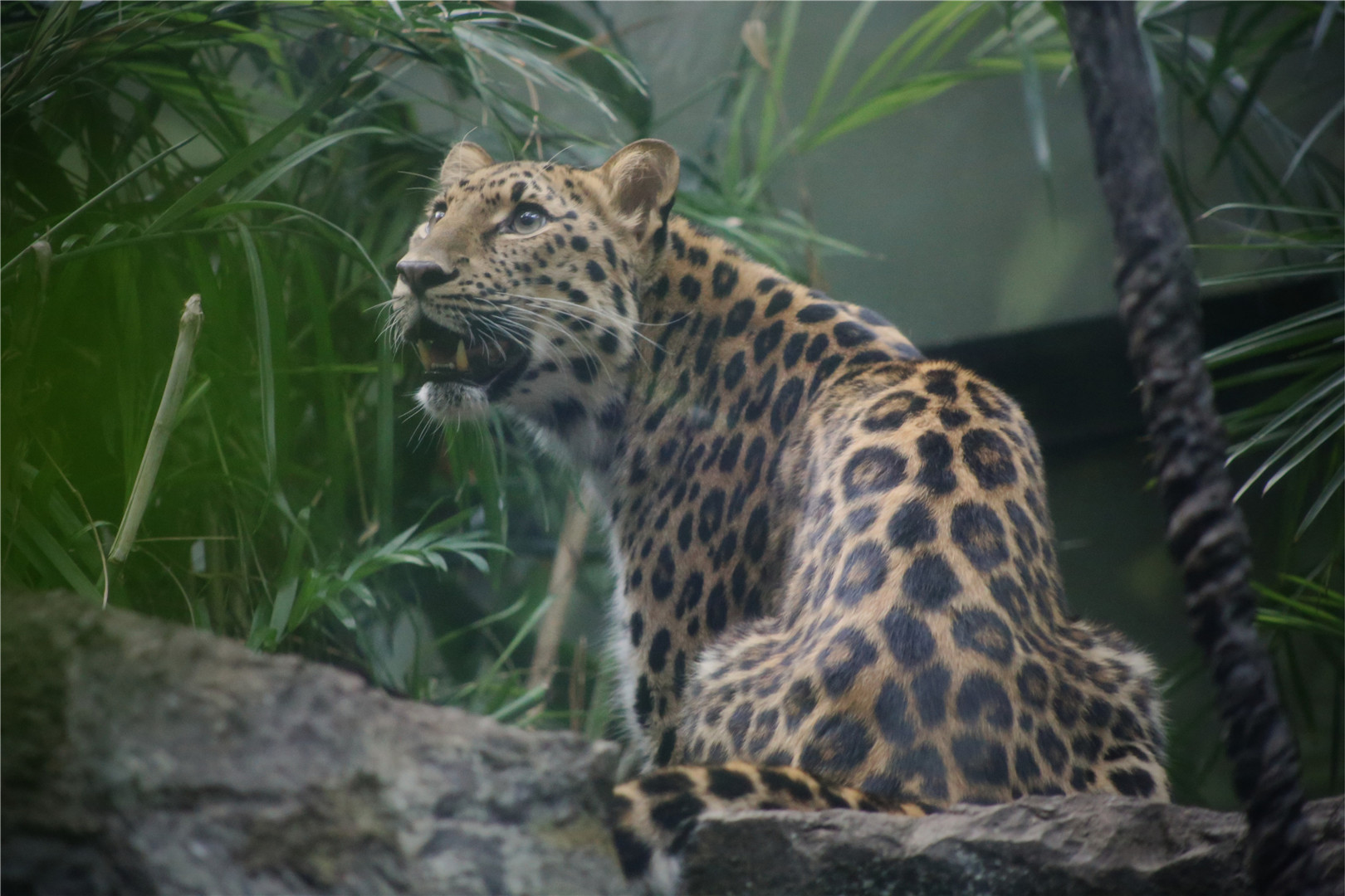 Amur leopard