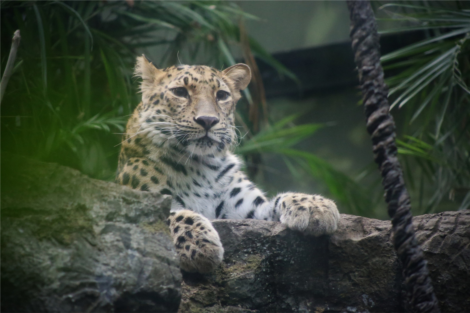 Amur leopard