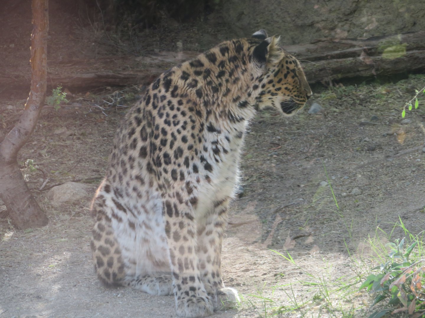 Amur Leopard