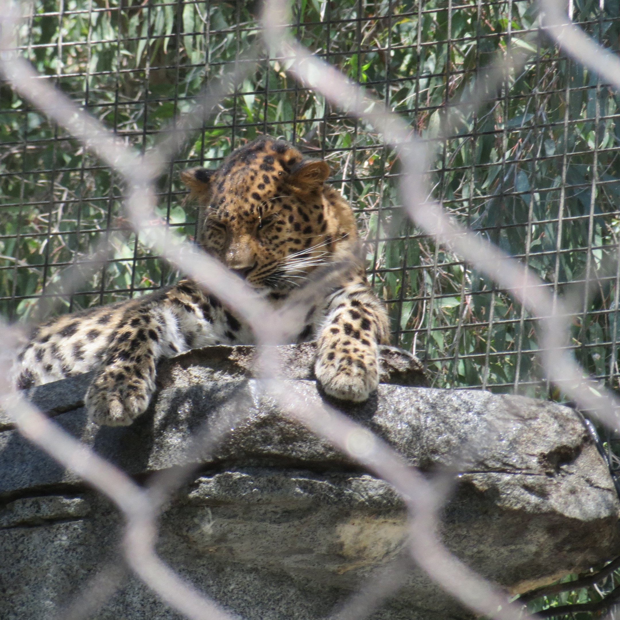 Amur Leopard