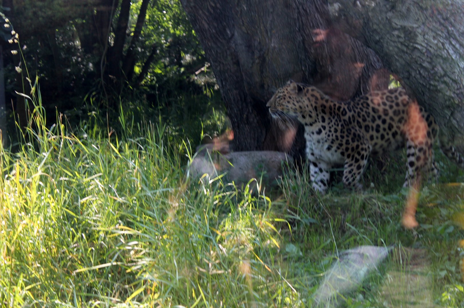 Amur Leopard