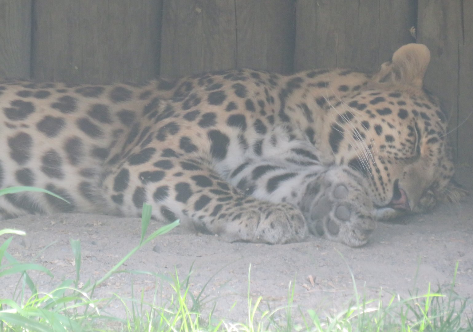 Amur leopard