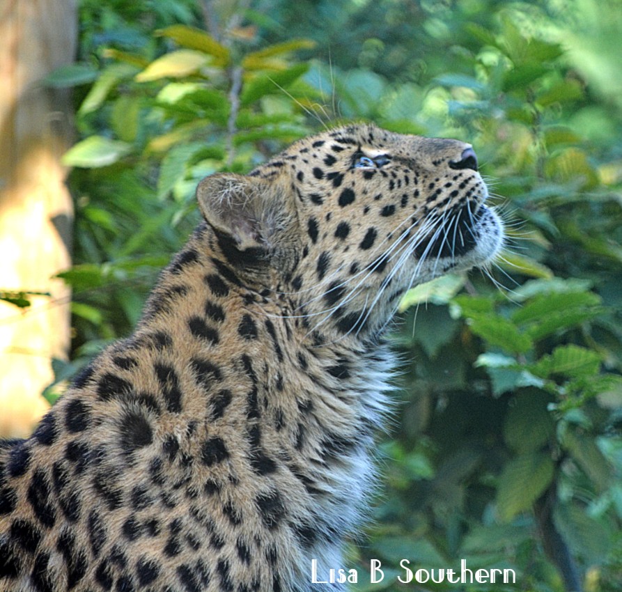 Amur Leopard