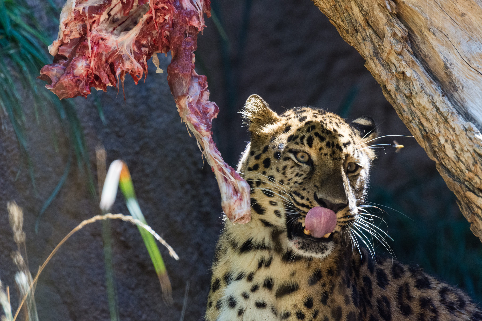 Amur leopard