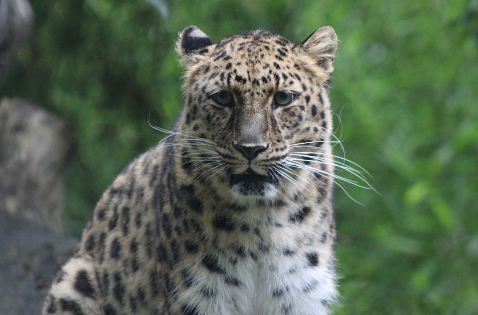 Amur leopard