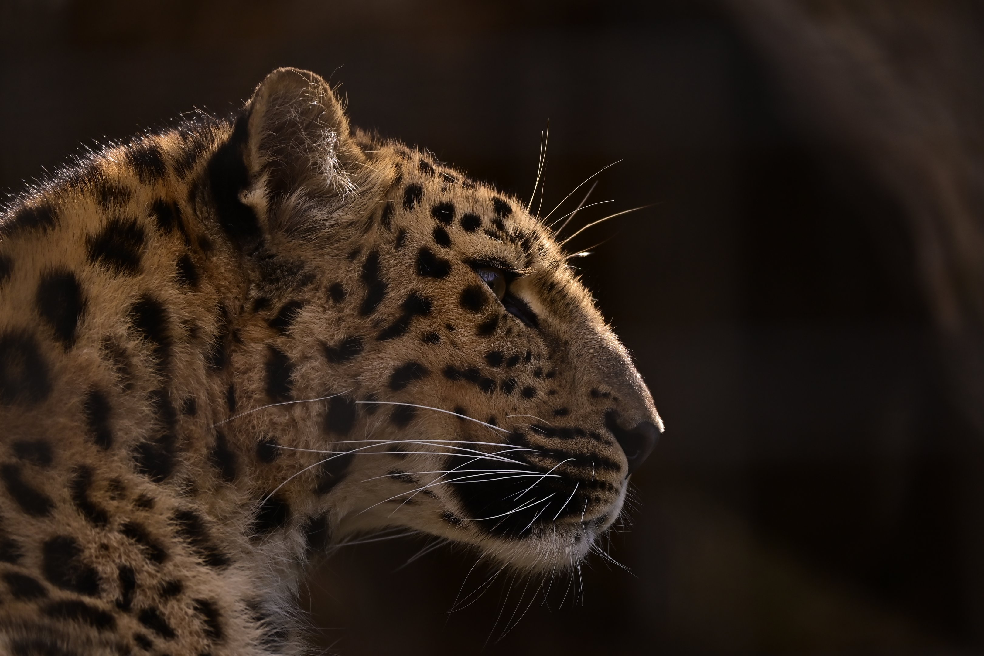 Amur Leopard