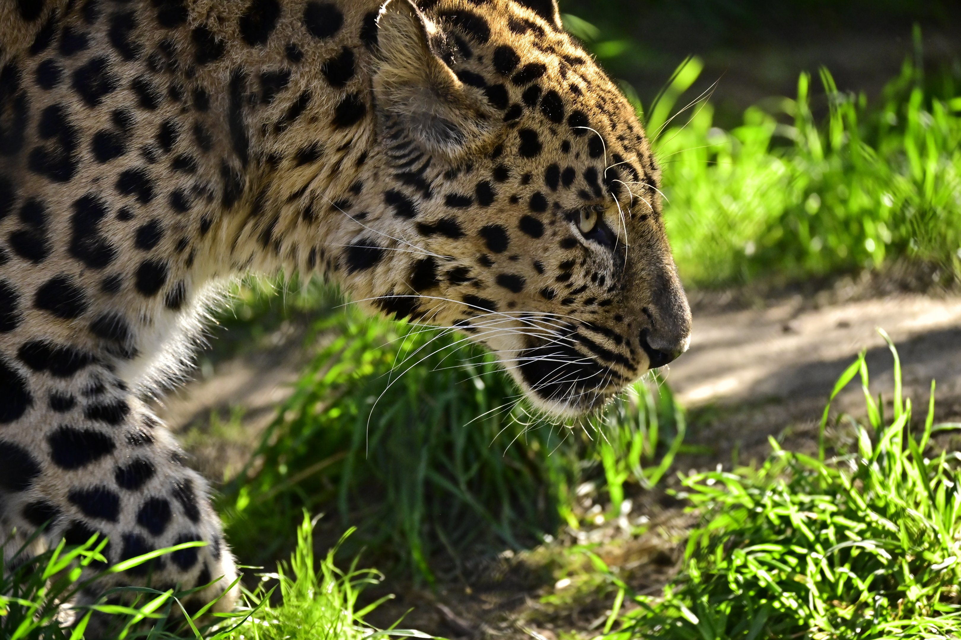 Amur Leopard