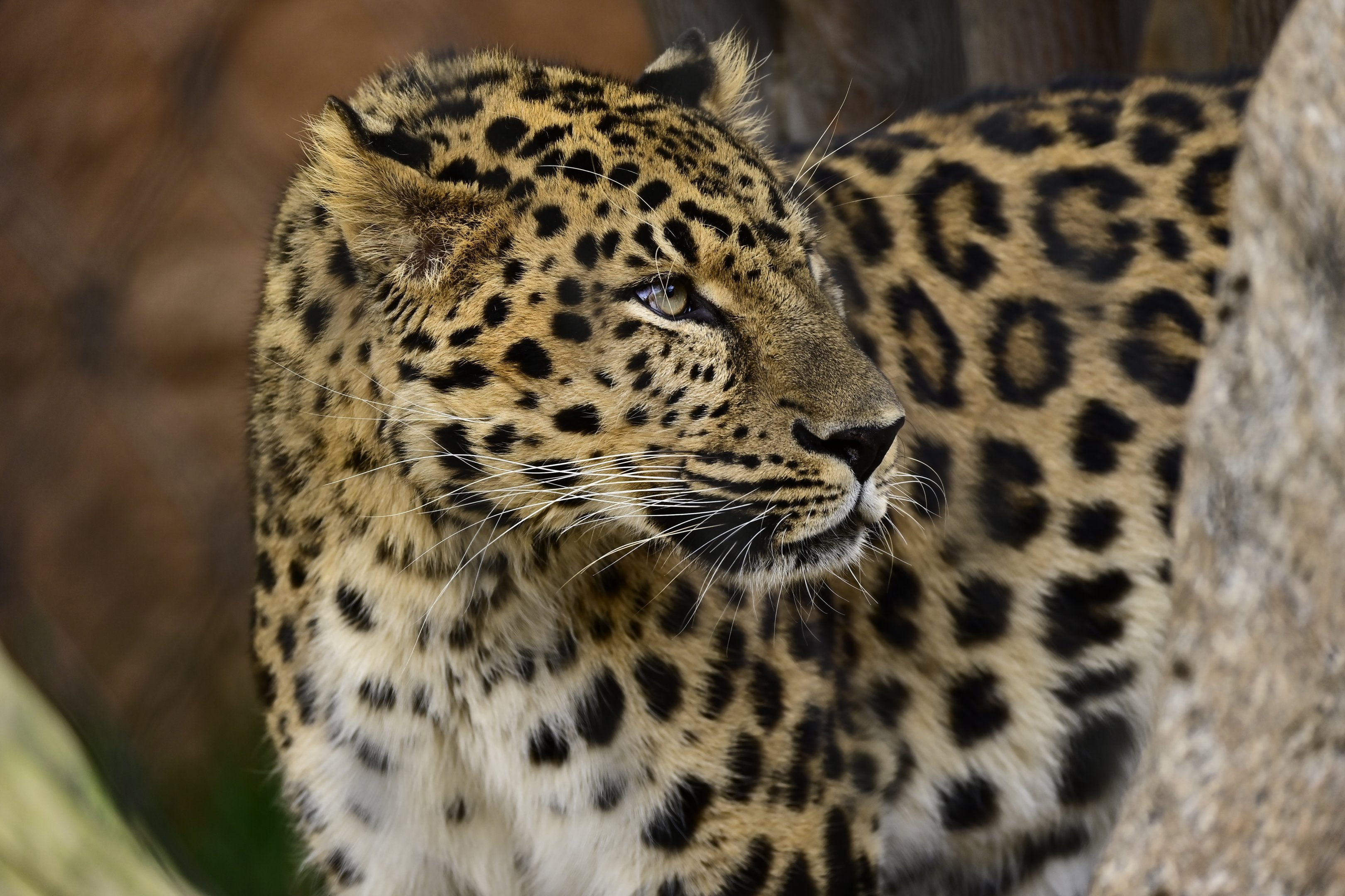 Amur Leopard