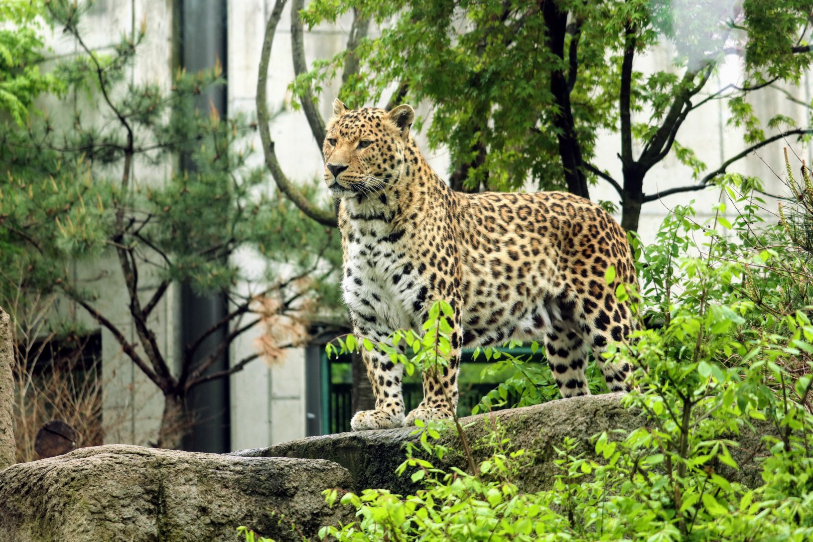 Amur Leopard