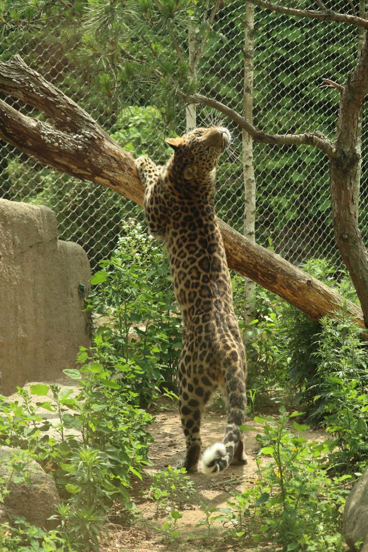 Amur Leopard