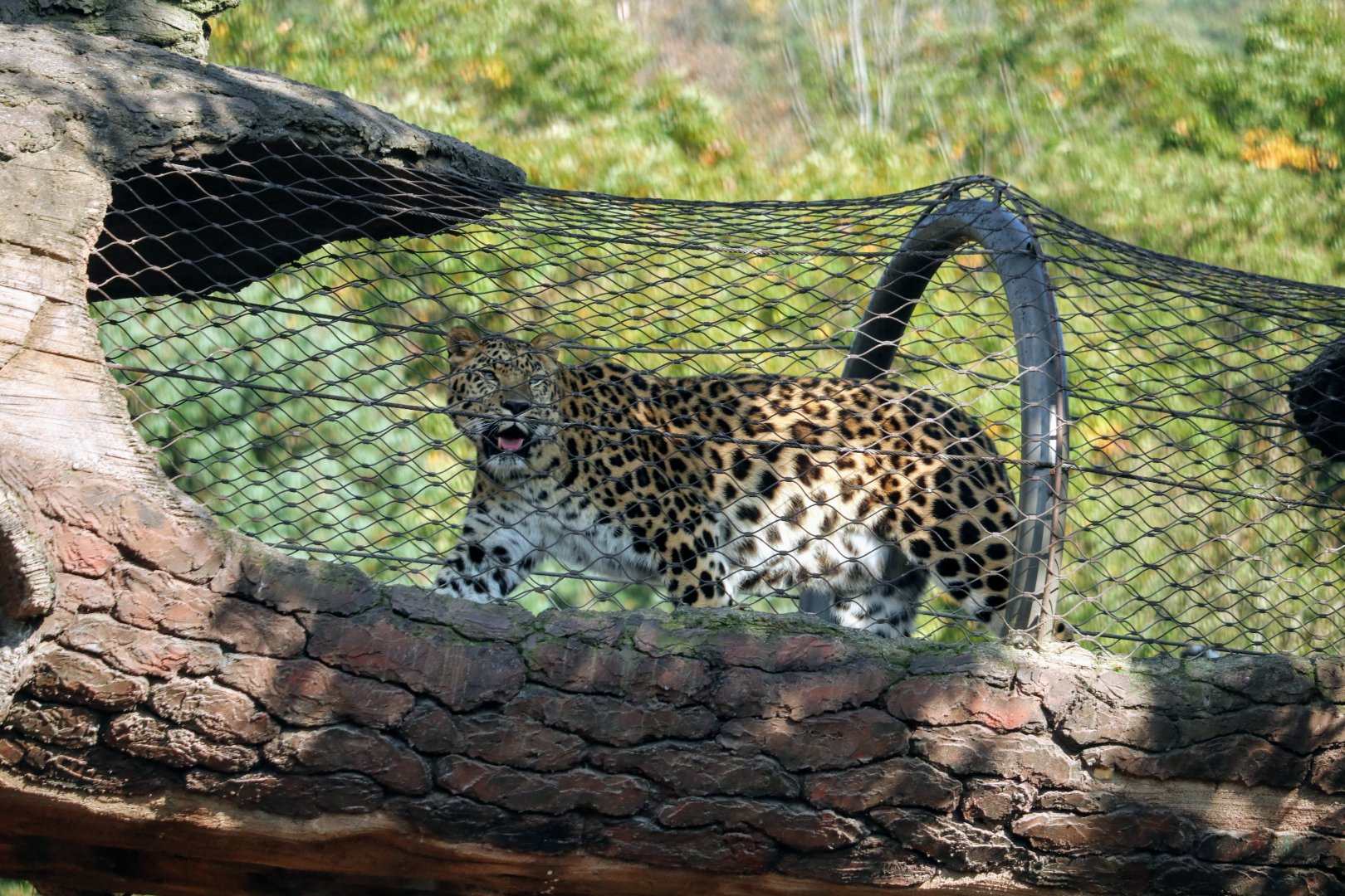 Amur Leopard