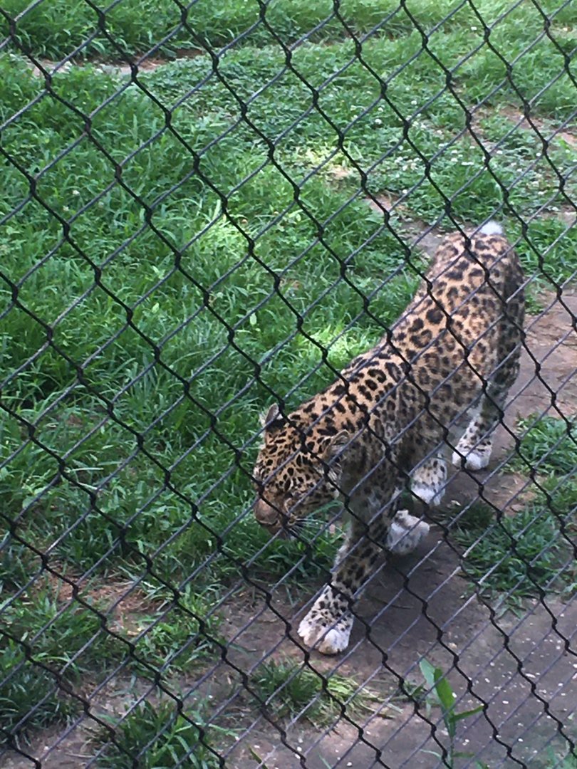 Amur Leopard