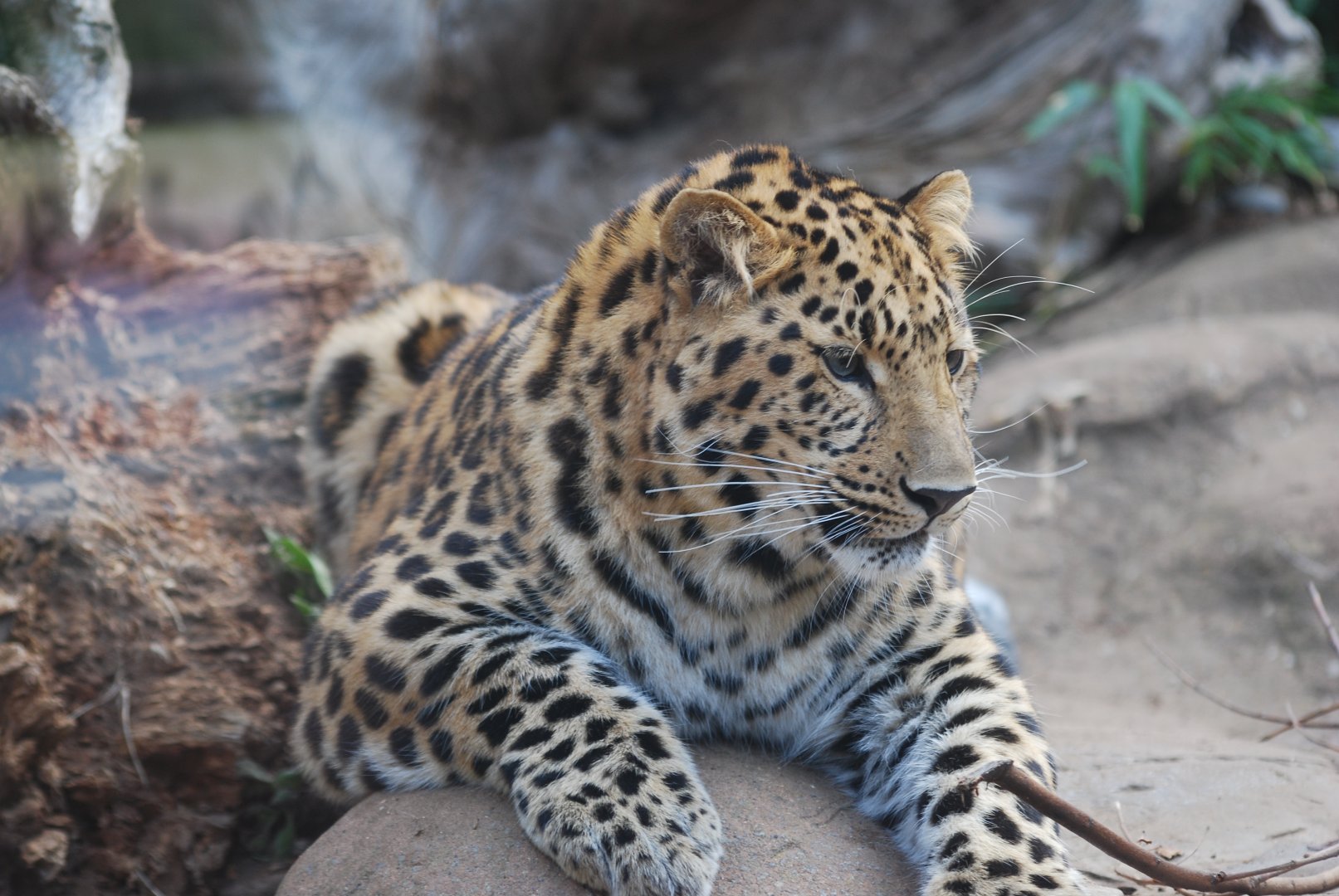 Amur leopard